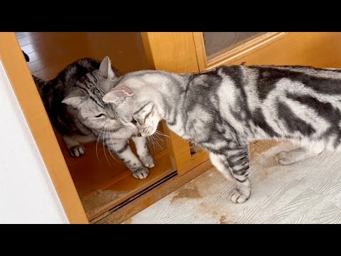 クロくんの新居初訪問はアメリカンショートヘアのあいちゃんといっしょ