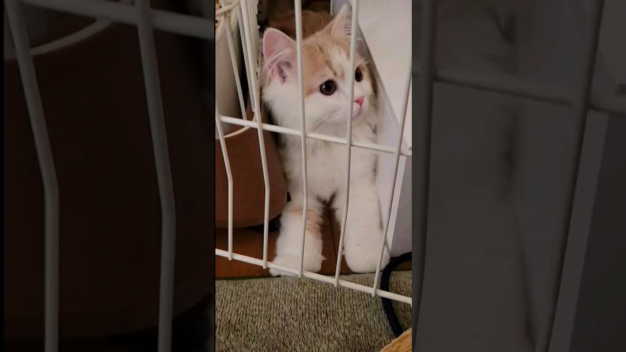 【子猫】ギリギリをせめる猫 #ラガマフィン #shorts  #猫