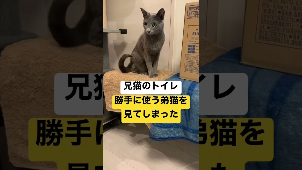 弟を見るお兄ちゃんの顔が😂 #ロシアンブルー #ソマリ #しっぽ吸い