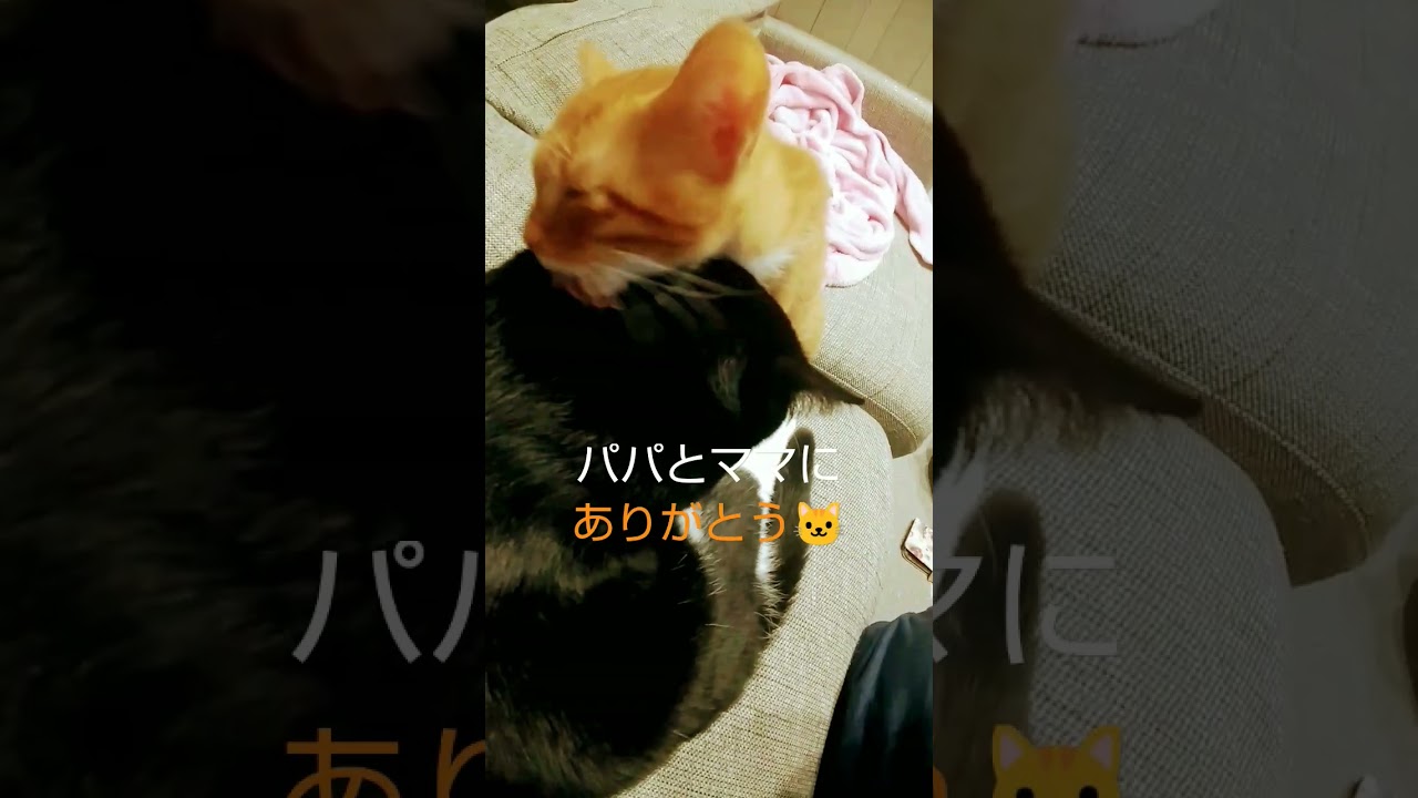 子猫、生きる。