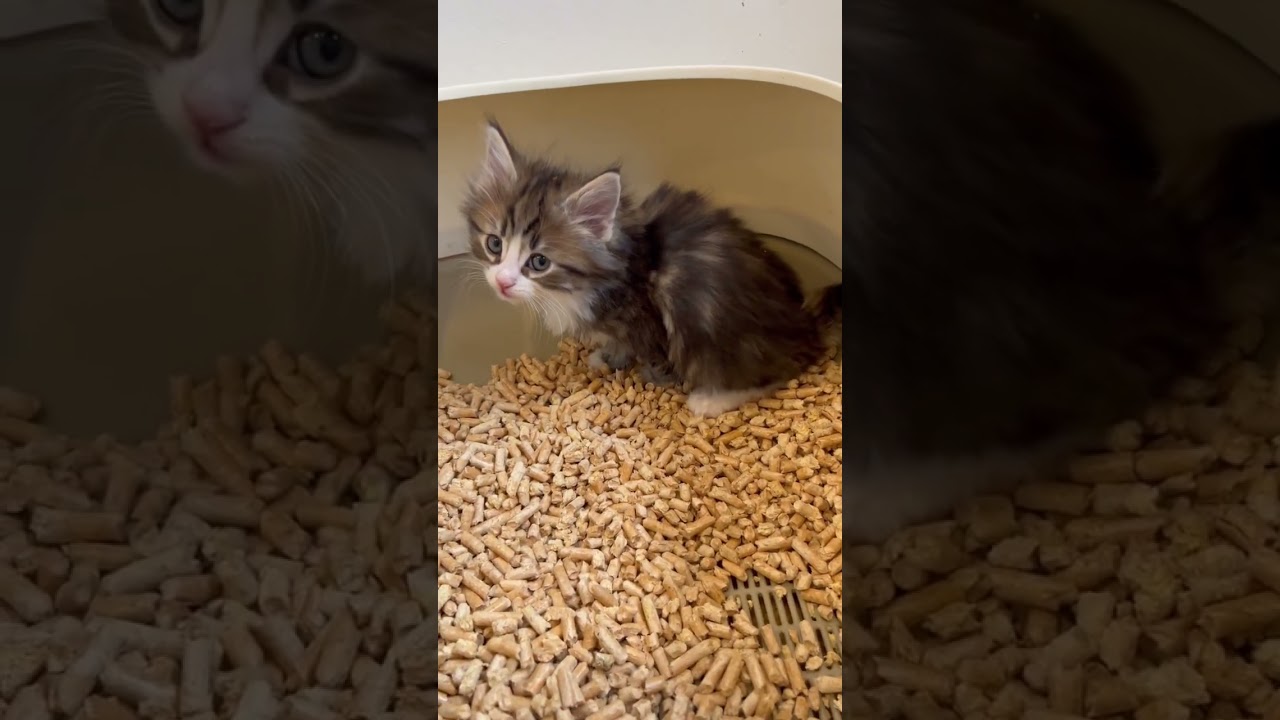 子猫の1日。24時間かわいい♪#ノルウェージャンフォレストキャット #子猫 #rien_kitten