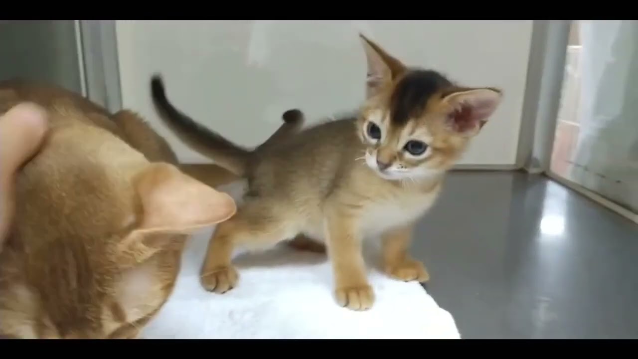 アビシニアン アビシニアン姉妹