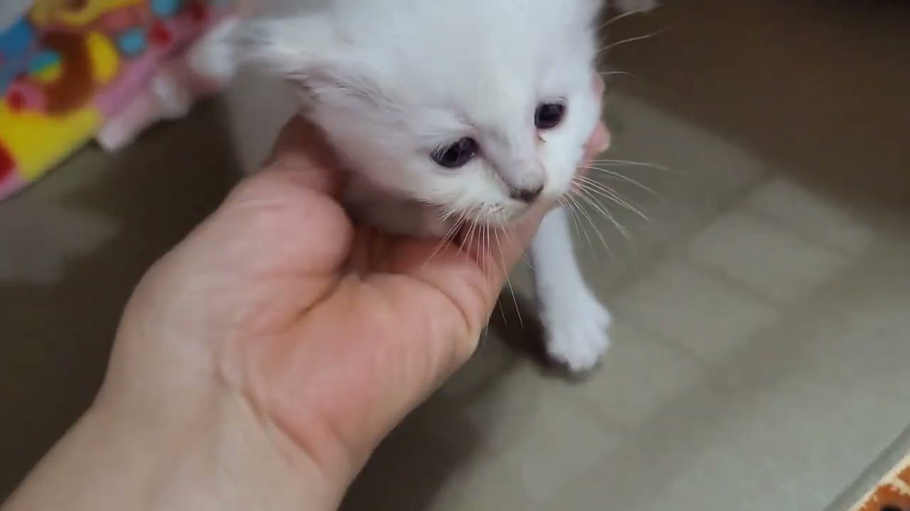 今日のバーマンの子猫の様子