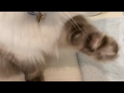 かまって欲しくて手をグーパーするラグドール