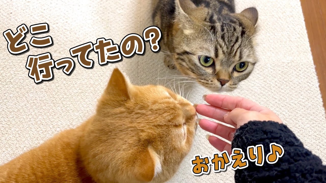 飼い主の姿が見えなくなると鳴いて探す寂しがりやの猫…