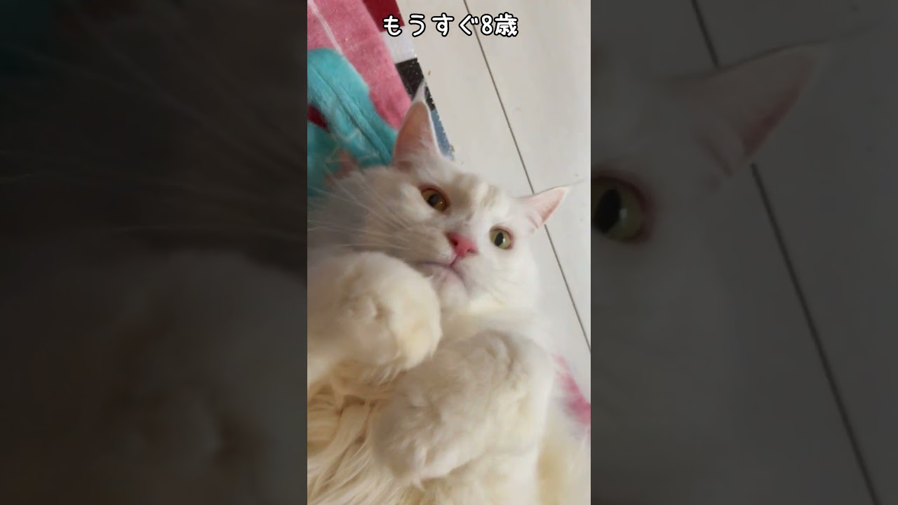 でか猫びあんこ実はおじさんです