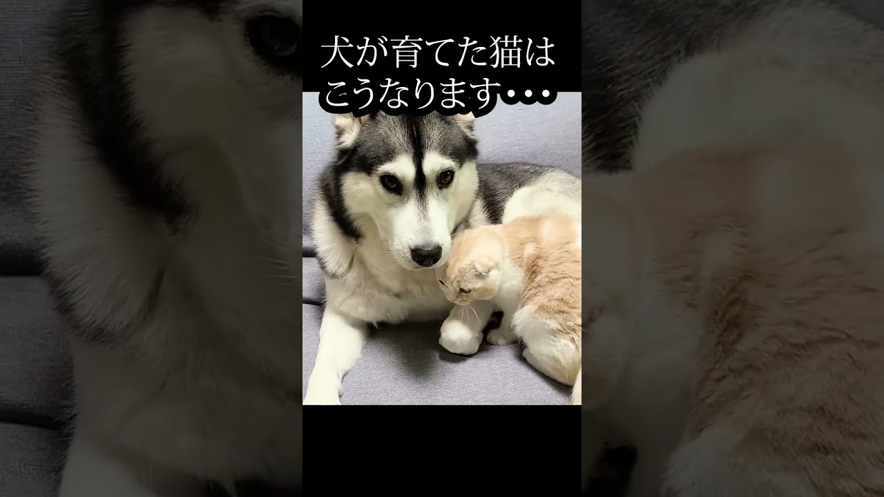 ハスキー犬を完全に親だと思ってる子猫がこちら...#shorts