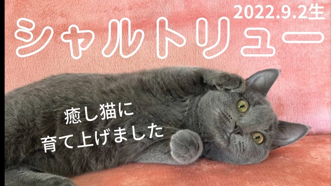 【シャルトリュー女の子のご紹介】つくりあげた性格が自慢です！