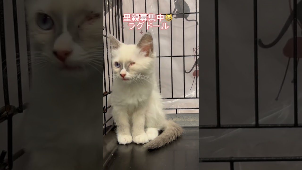 #里親募集中 #ラグドール子猫 #可愛い猫