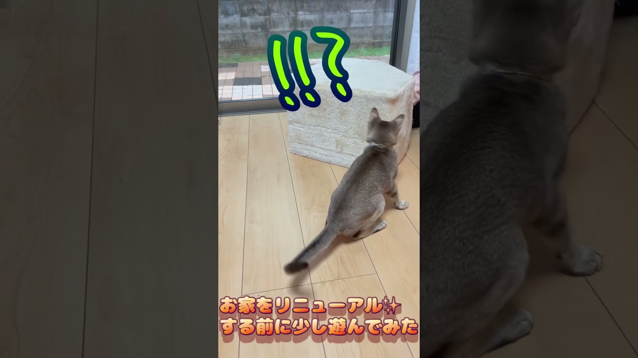 とにかくパンチする常磐 #shorts #cat #シンガプーラ #chat #cute #funny #relax #animals #ねこ #癒し