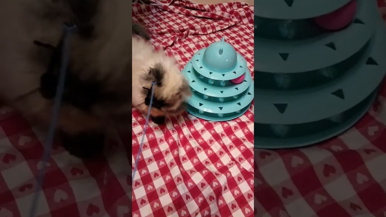 ミックス レアなセルカークレックスとヒマラヤンのMIXです。