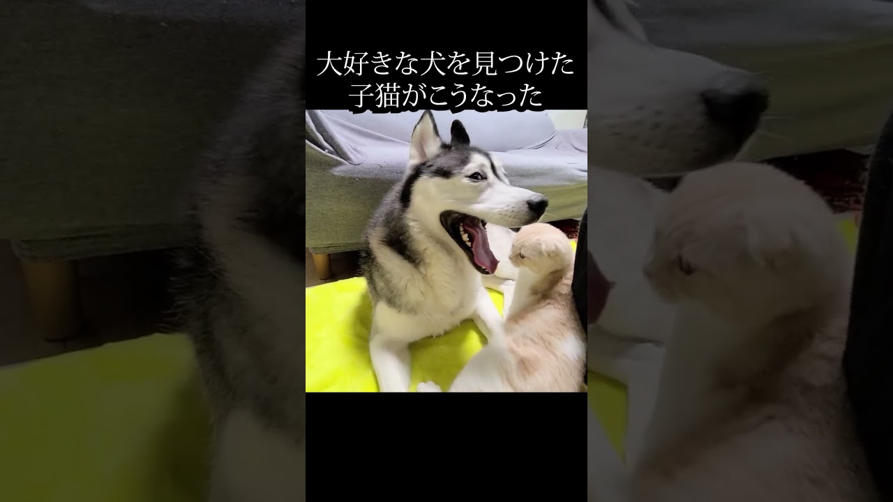 大好きな犬を見つけた時の子猫の反応が可愛い...#shorts
