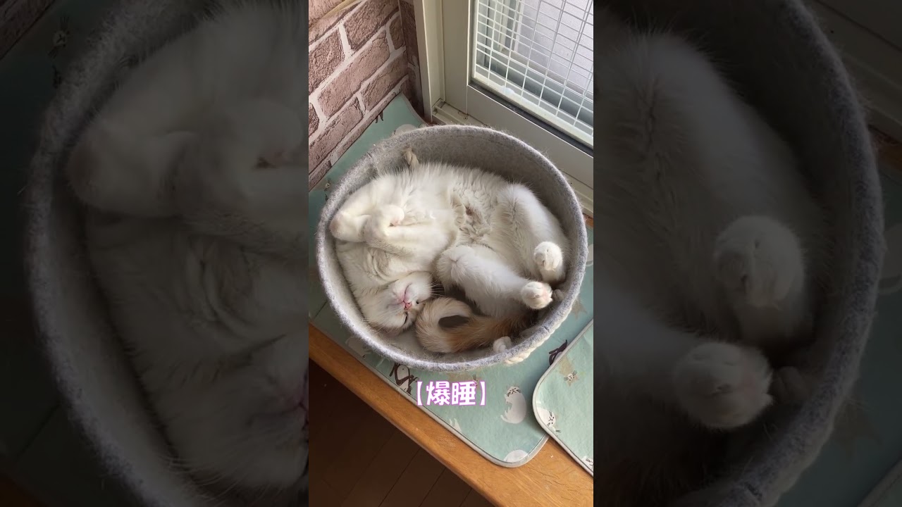 爆睡 #shorts  #猫 #アメリカンカール #cat