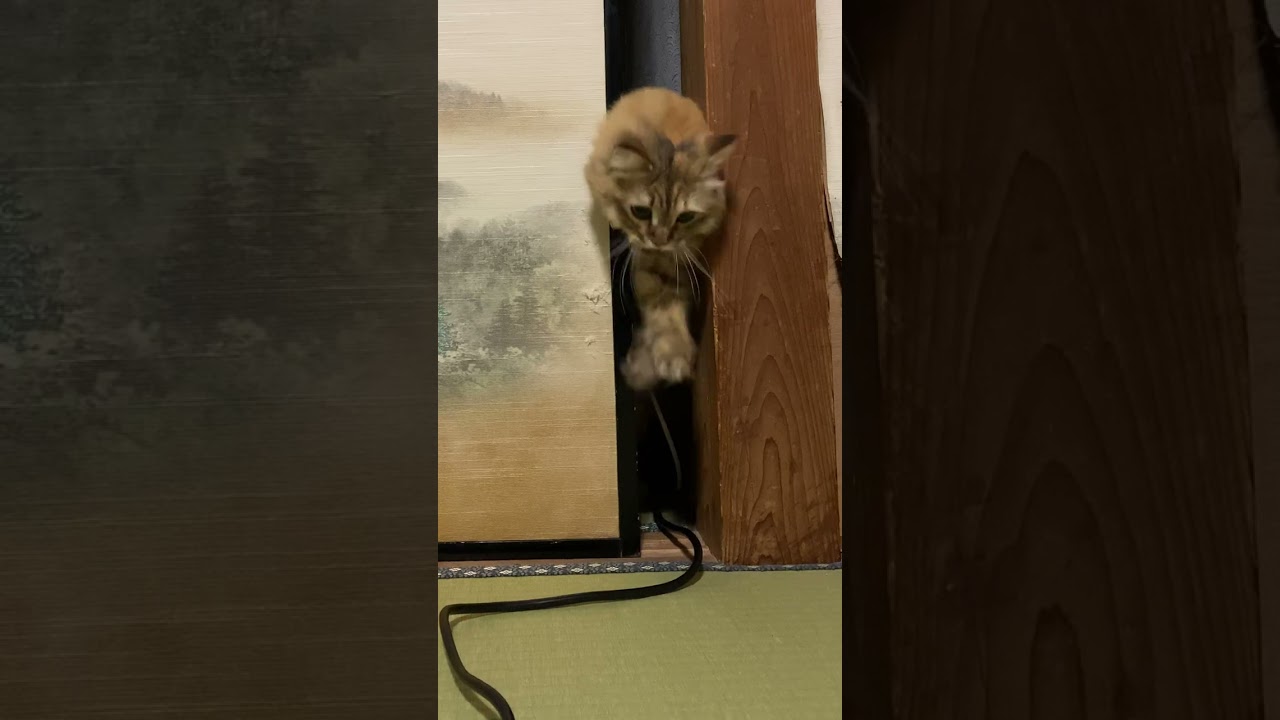 襖を開ける猫♪【サイベリアン】 #shorts
