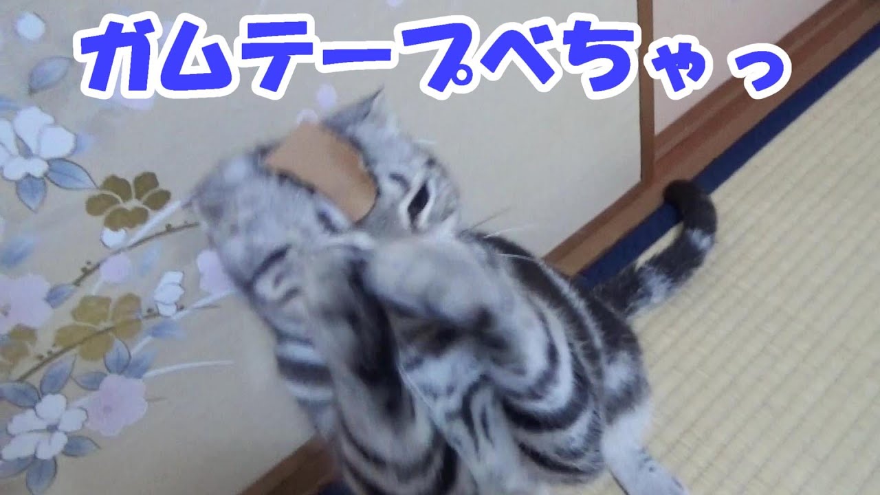 ガムテープべちゃっ！　（アメリカンショートヘア）