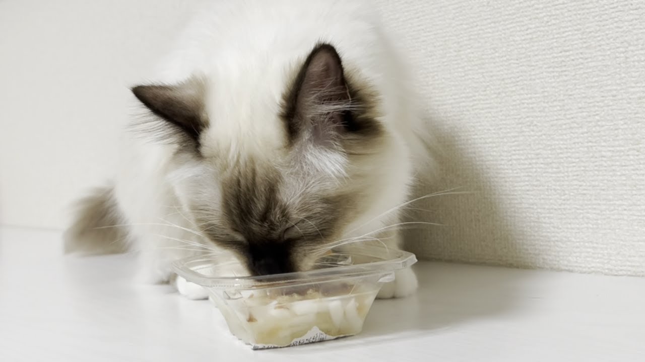今年の夏。子猫、うどん始めました。【バーマン】