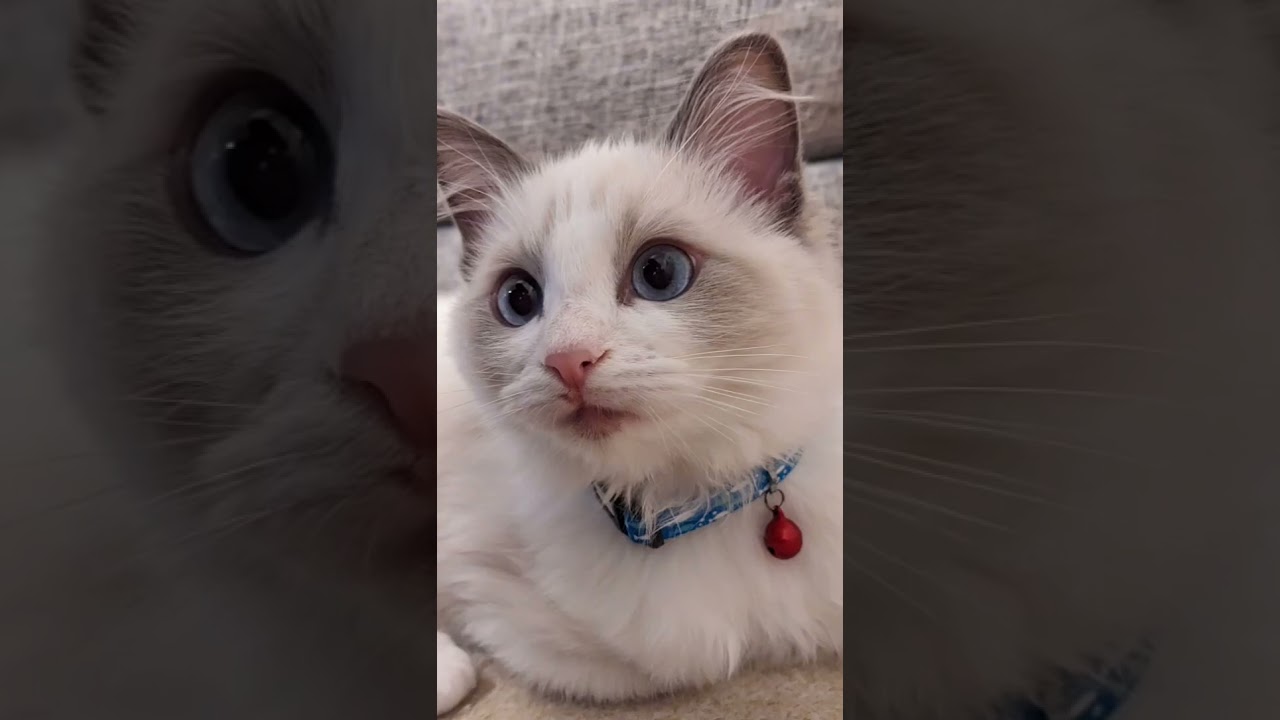 かわいいシャオル #猫 #ラグドール #子猫