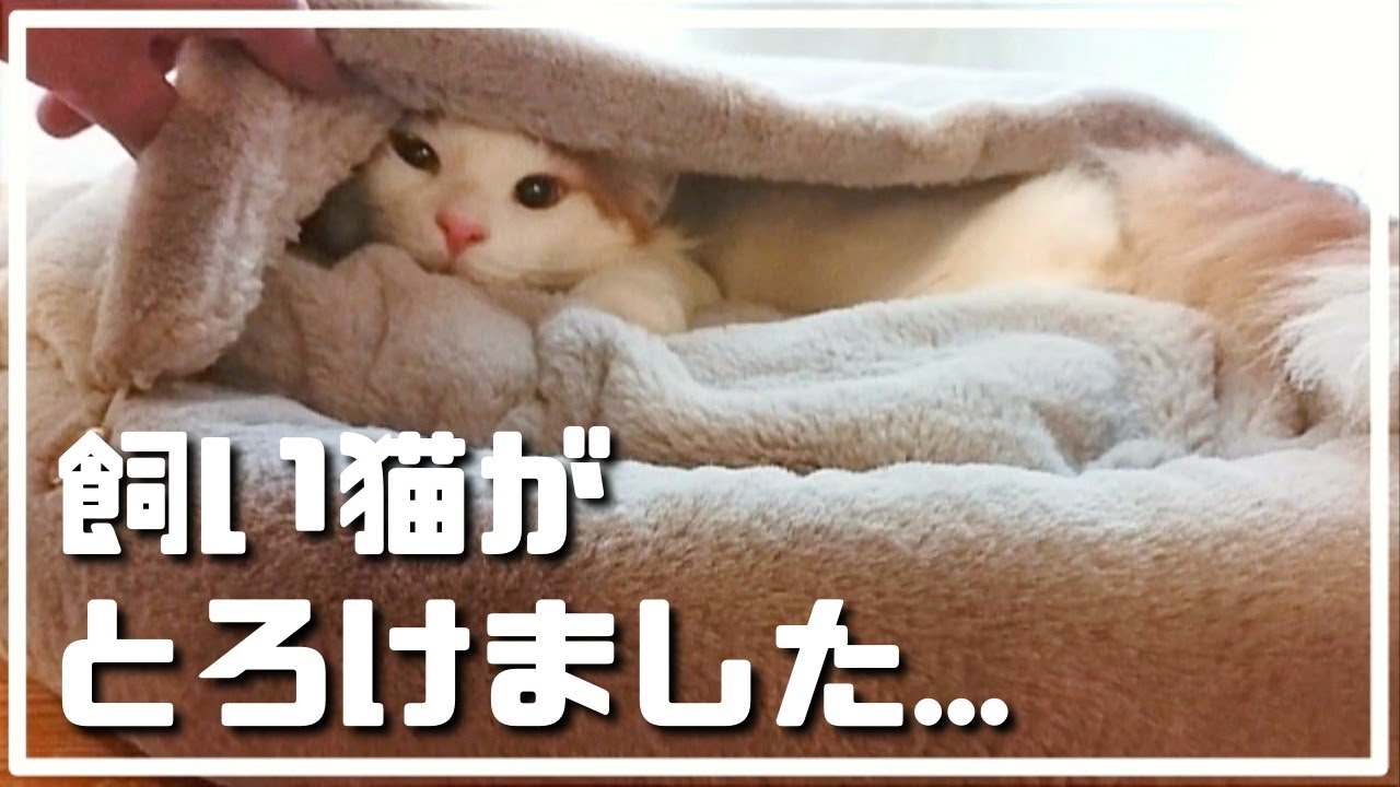 可愛すぎ！世界最大の大型猫がとろけました【メインクーン】