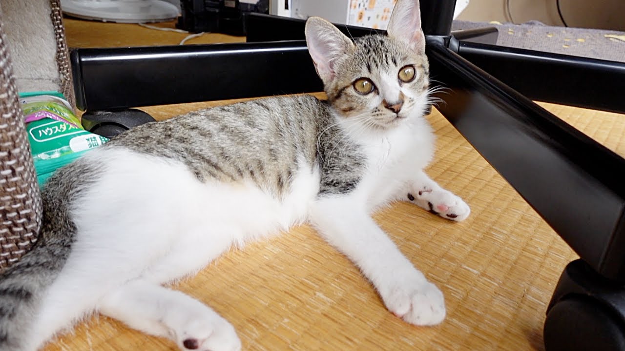 緊急入院の赤ちゃん猫を心配する子猫…