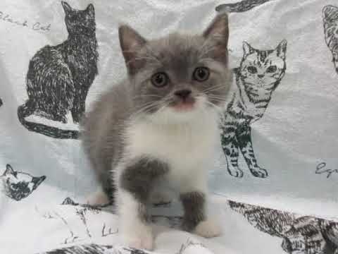 ブリティッシュショートヘアーのブルー＆ホワイトの女の子22098