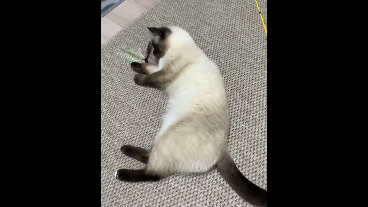 CUTE CAT VIDEO- MEOW😺😍#catmeme  #funnycatvideo2023 #funnycatmeme