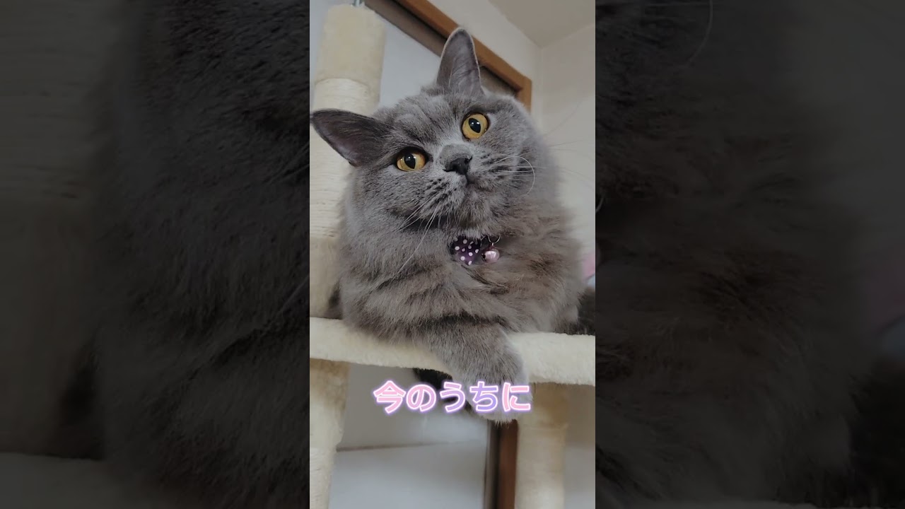 こう思ってるに違いない【サイベリアン・キキのKIKICHANNEL】#shorts #サイベリアン #猫