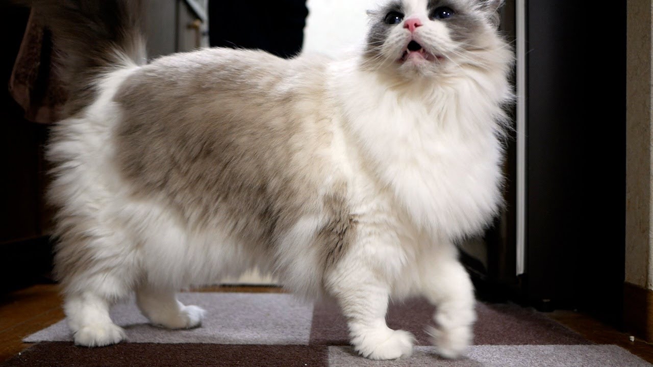 🎂4歳の誕生日なのにおやつが出てこないので不満爆発なラグドールの鳴き声