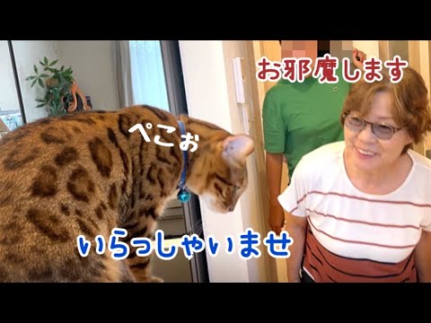 きちんとお客様にご挨拶できる猫