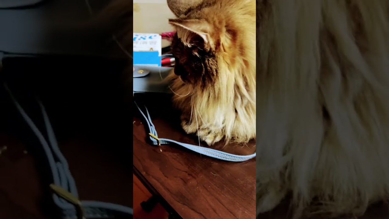 言葉を理解する猫#shorts #cat #cats #ノルウェージャンフォレストキャット #大型猫 ＃猫との生活#可愛い猫