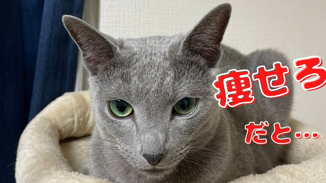 食いしんぼ猫に食事制限をすると伝えたらキレたｗ【ロシアンブルー】