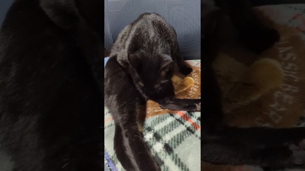 黒猫の足休み🐈 - Black cats - #shorts