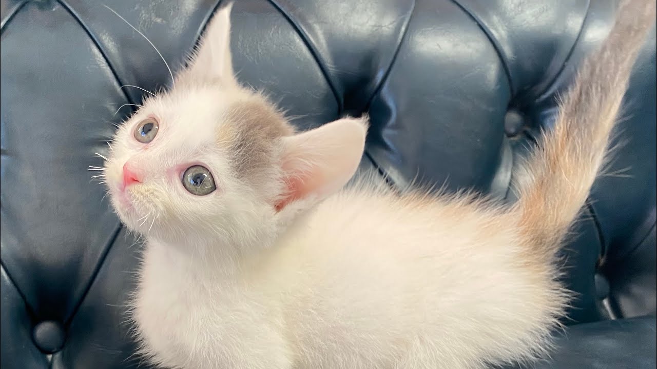 短足マンチカンの女の子(short-legged munchkin girl) #マンチカン #短足猫 #猫 #子猫 #ペット #癒し