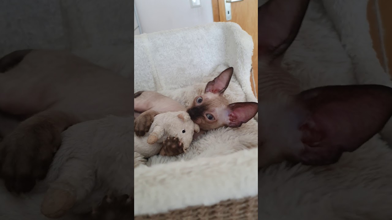 Cornish Rex Cat baby, Kitten Kalani is playing with big mouse. Take a look!!!