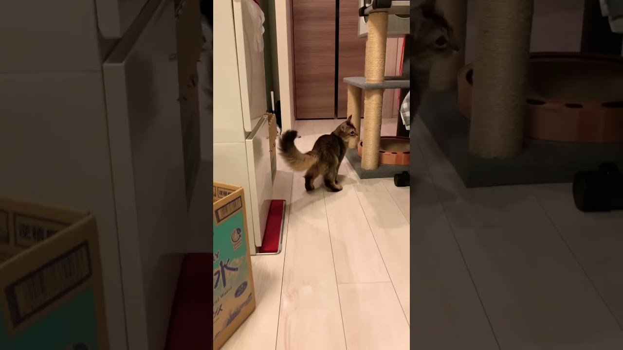 やんちゃ子猫と大人猫 #癒し猫動画 #ロシアンブルー #ソマリ