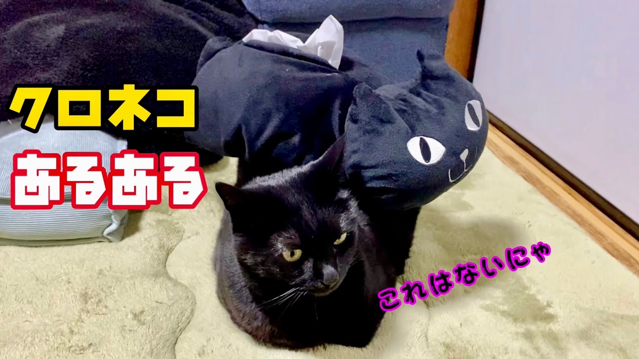 飼い主の間違いを説教する黒猫　№422　cat videos　猫動画　可愛い猫　漆黒　ぬこ　日本猫ねこ協会