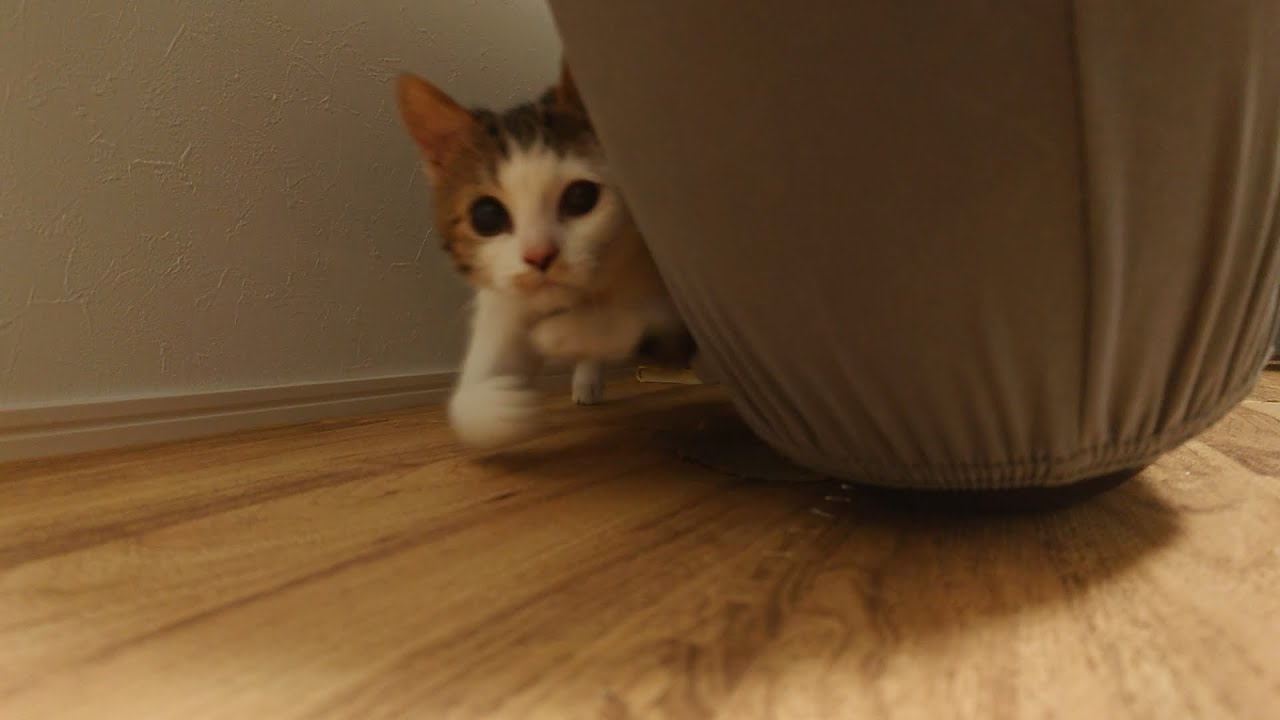 両足が不自由な子猫の全力タックルが可愛い過ぎるんで見てください笑