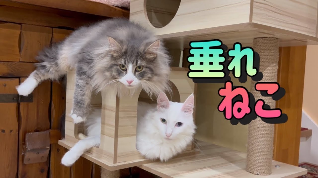 【癒し✨】遊んでほしくて垂れるノルウェージャンフォレストキャットww