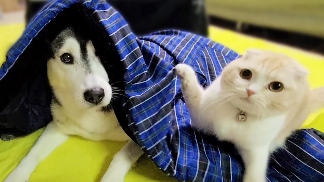 寒いのではんてんを買ったら自分の布団だと思った子猫と犬がこうなった