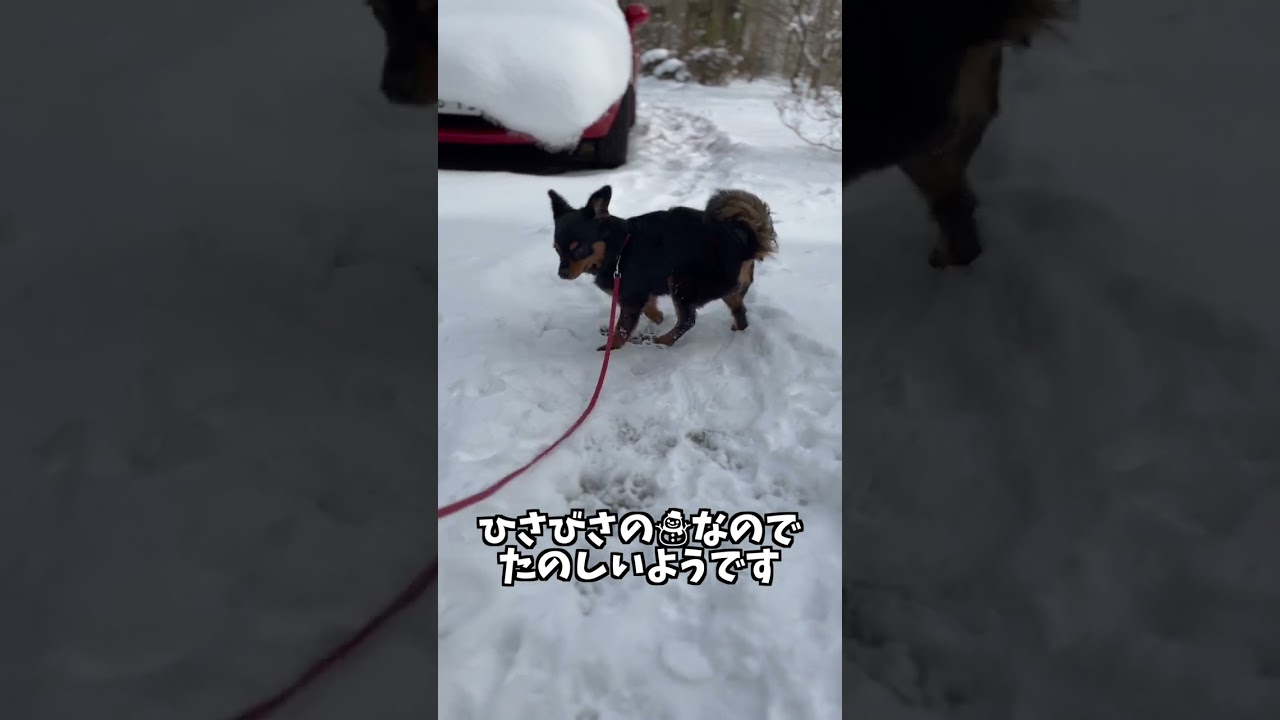 雪が積もってうれしくてたまらない末っ子チワピン #shorts