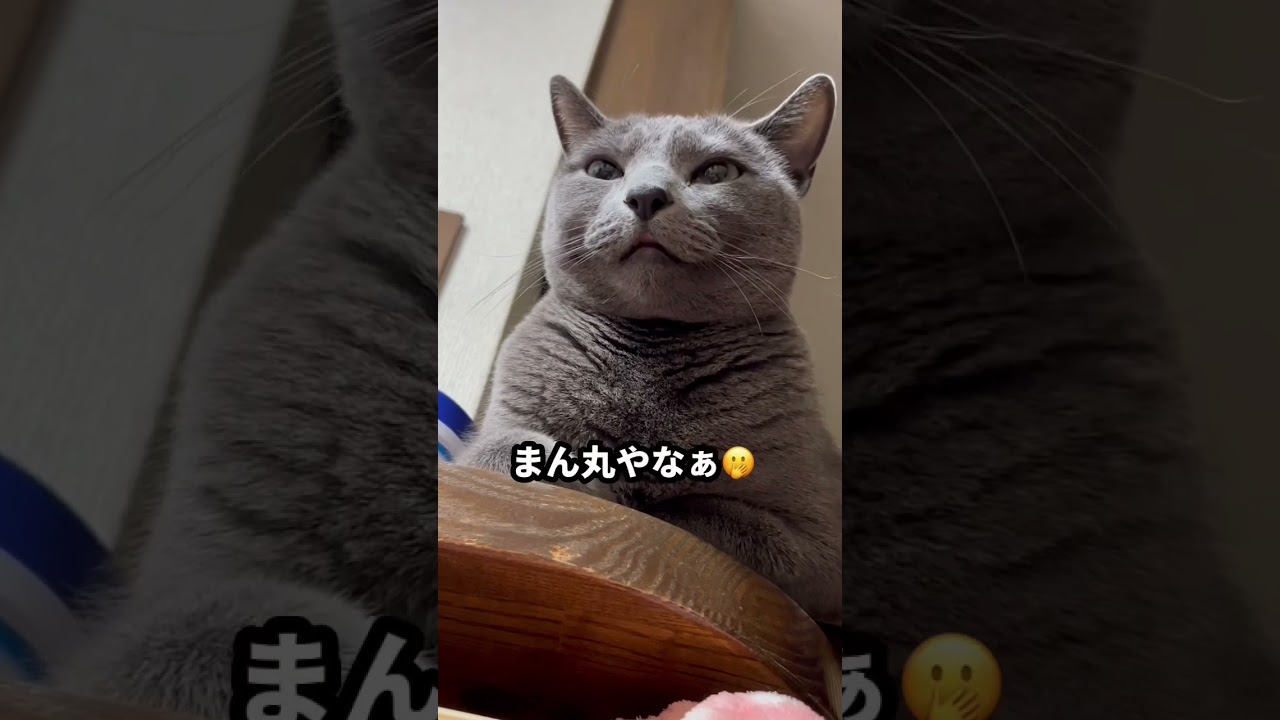 【ロシアンブルー】めろん、まん丸なので😂体重測ってみました【猫】#shorts