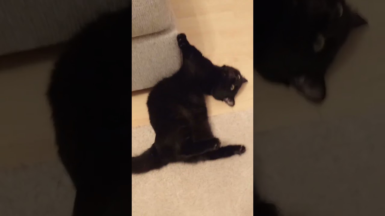 Multitasking at its finest...destroy sofa  &play😸 🐈#cat #cats #instacats #catsofinstagram SUBSCRIBE