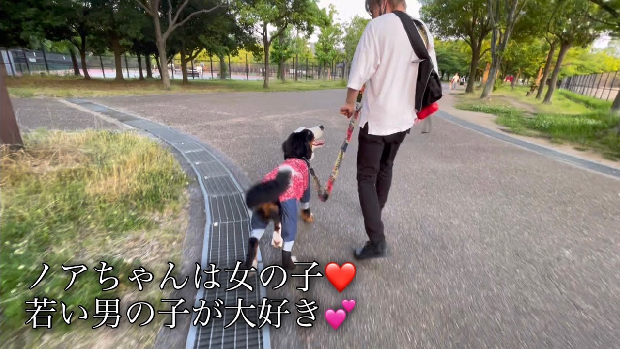 【バーニーズマウンテンドッグ】ノアちゃんは女の子❤️若い男の子が大好き💕【深北緑地】【ドッグラン】