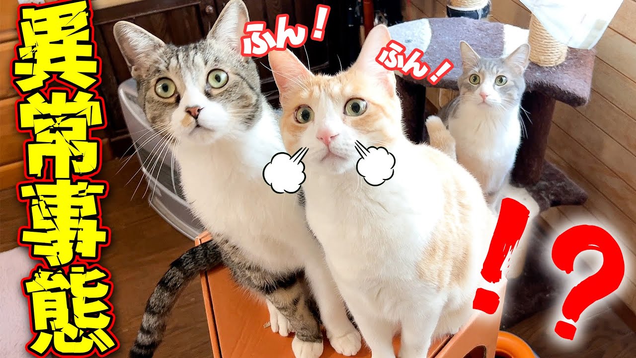 猫たち全員が興奮状態になる異常事態が発生して実家がめちゃくちゃになりましたwww【ロビン暴走】