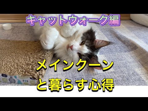 『メインクーンと暮らす心得』⭐️キャットウォーク編 メインクーン専門猫カフェmof.mof