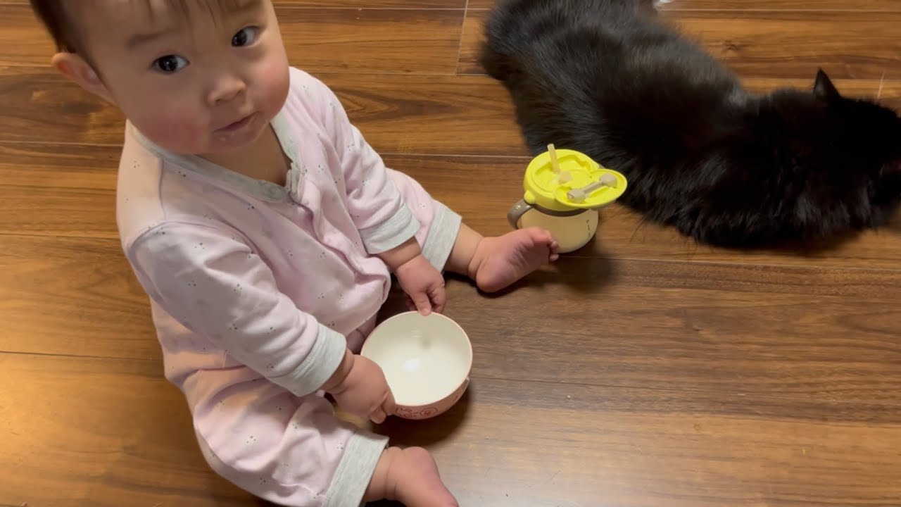 赤ちゃんの変化をいつもそばで見守る猫達　ノルウェージャンフォレストキャット&ラガマフィン　A cat watching the baby's changes