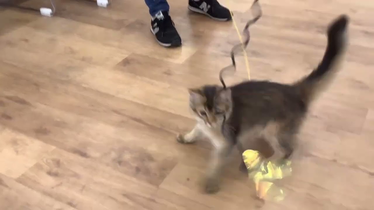おもちゃに夢中なソマリ