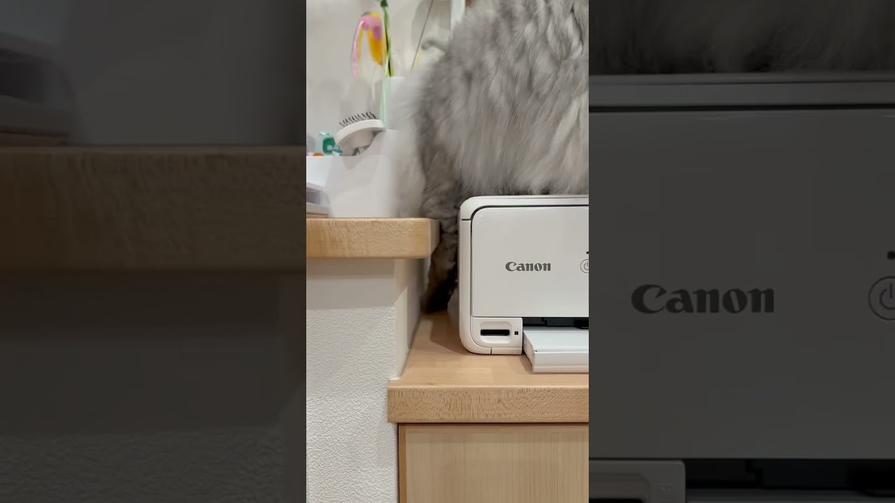 隙間の何かを取ろうとしてなぜか挙動不審になる猫 【サイベリアン】 #Short