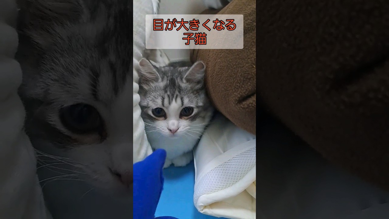 子猫の目が大きくて丸くなる瞬間がかわいい