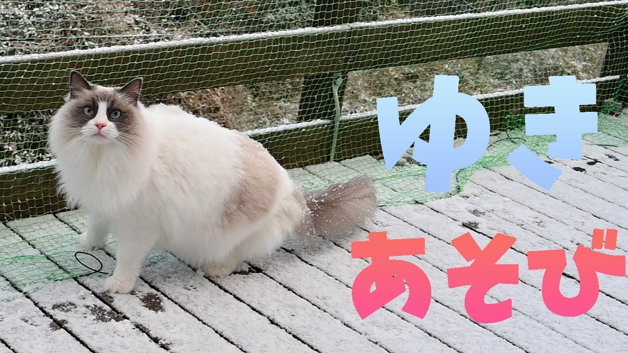 もふもふに雪が積もる!!震えながらも大はしゃぎなメイクーンと雪を捕まえようとするラグドール、やっぱりマイペースなサイベリアン。みんなで雪を楽しみました！