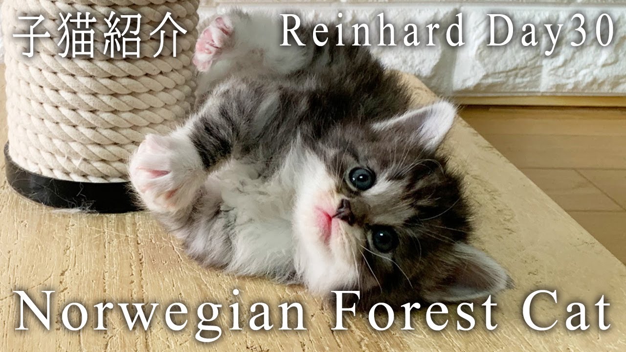 ノルウェージャンフォレストキャット 子猫 ラインハルト 30日目